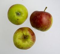 Cherry Cox æble